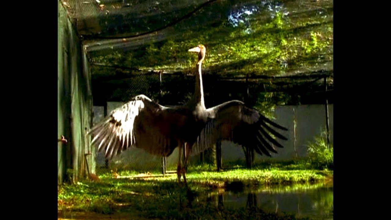 Rare Sarus Cranes