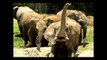 Mexican Zoo Rescues Orphaned Elephants
