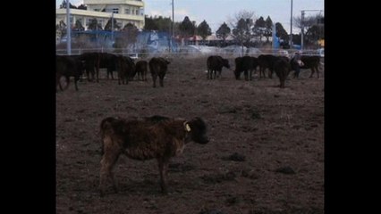 Man Looks After Animals In Nuclear Fallout Zone