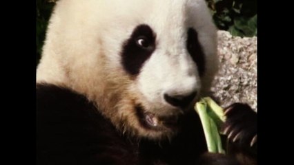 Fu Hu The Panda Turns Two