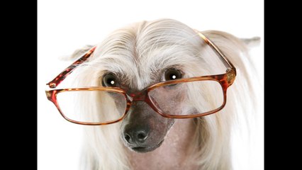 World's Weirdest Dogs