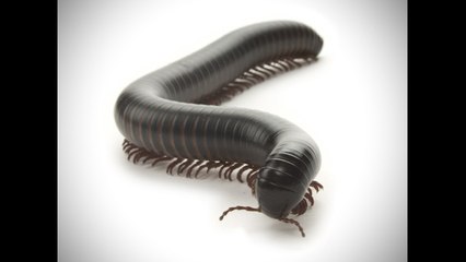 Sideways Looks: Multi Legged Animals