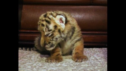 Tiger Cubs Play With Lion Cubs