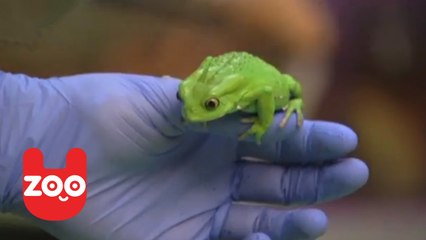 Animal Check-Up At London Zoo