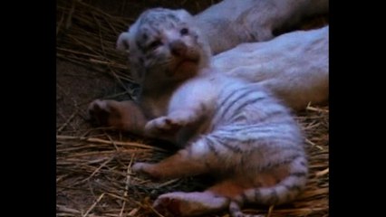 Ultra-rare White Tiger Cubs