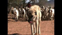 Shepherd Dogs Battle Cheetahs