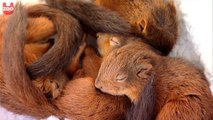 Rettung der Baby-Eichhörnchen nachdem ihr Nest von einem Hurrikan zerstört wurde