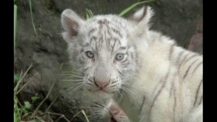 Newborn White Bengal Tiger Cubs