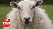 Sheep Go Grazing In Paris