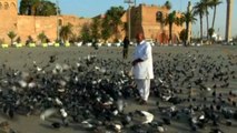 Libyan Pigeons Celebrate Gaddafi's Exit