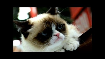 Grumpy Cat Releases A Book