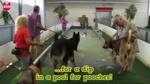 Germany's First Indoor Swimming Pool for Dogs