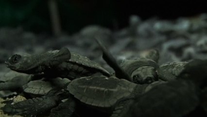 Baby Turtles Hit The Beach
