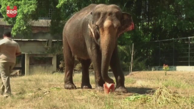 Animals Eating Ice Lollies at Rio Zoo
