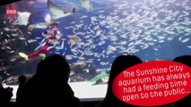 Japanese Aquarium Valentine's Day Celebrations 2015