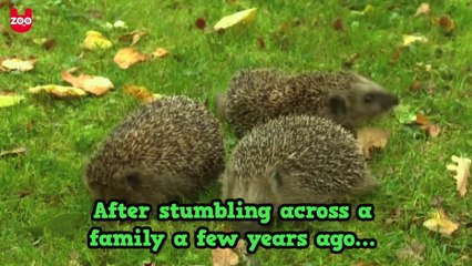 Polish Hedgehog Shelter: Jerzy dla Jezy