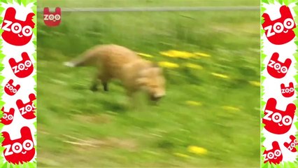 Man Lives With a Pet Fox