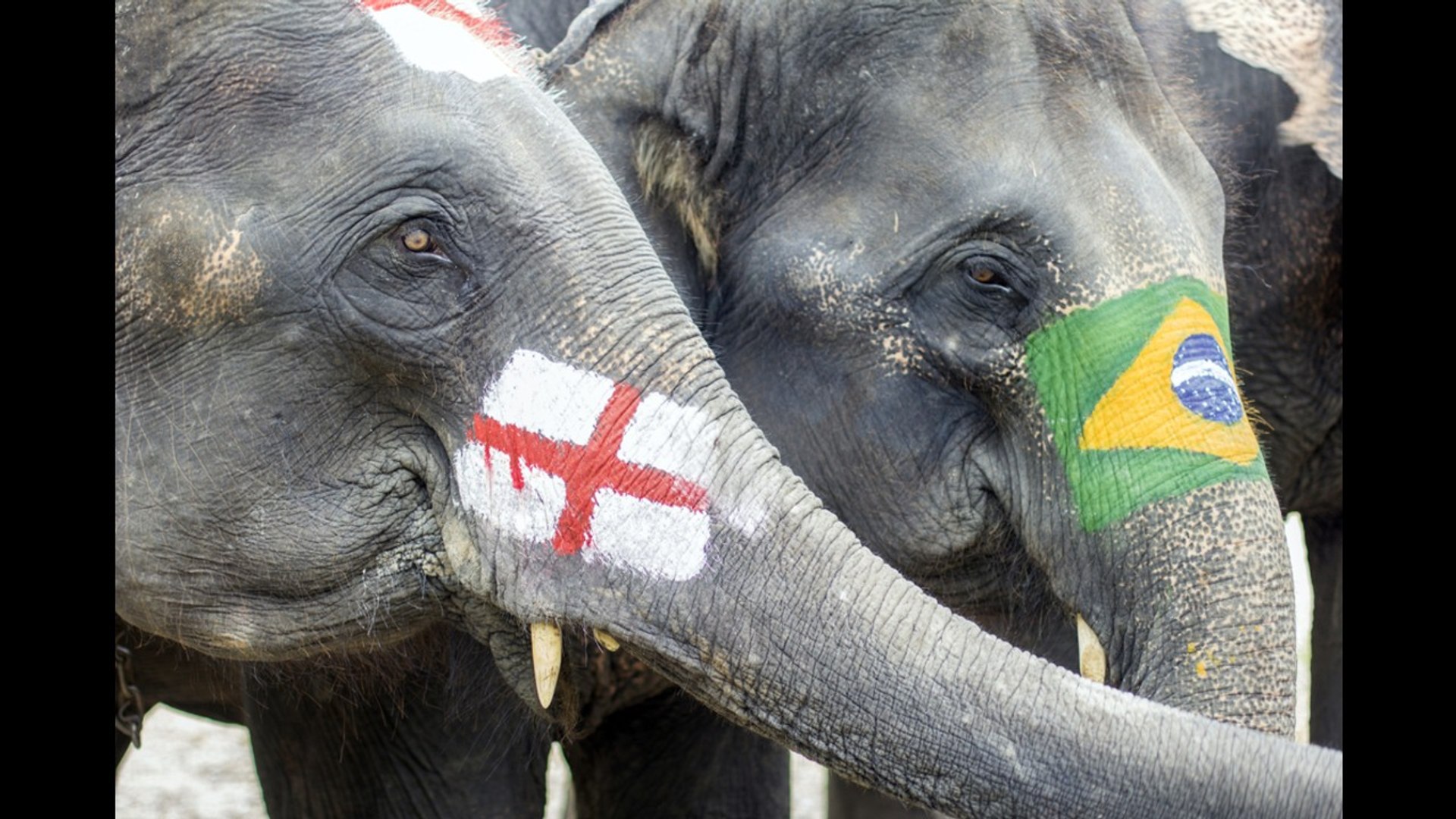 ⁣Elephants Play Soccer