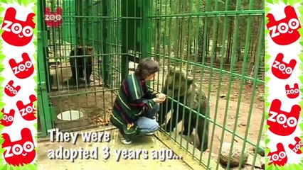 Baby Bears Adopted at the Gauja National Park