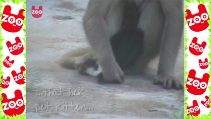 Monkey Adopts Kitten