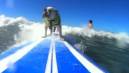 Surfing Dogs