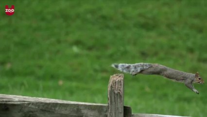 Animals In Super Slow Motion