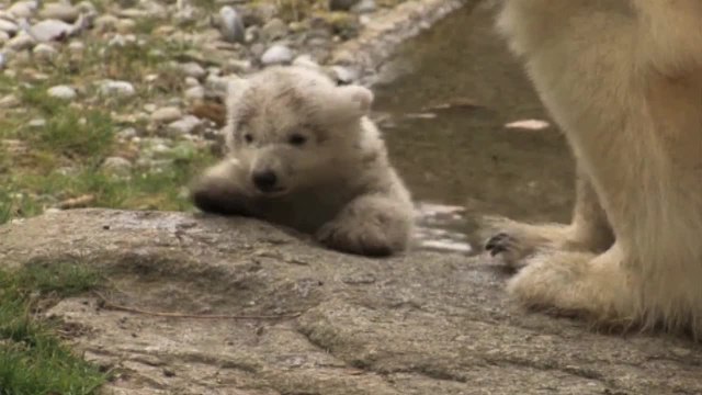 Polar Bear Story: Nobby and Nela