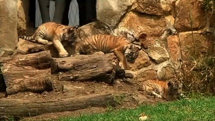 Bengal Tiger Cubs Make Debut