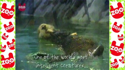 Otters Play Basketball