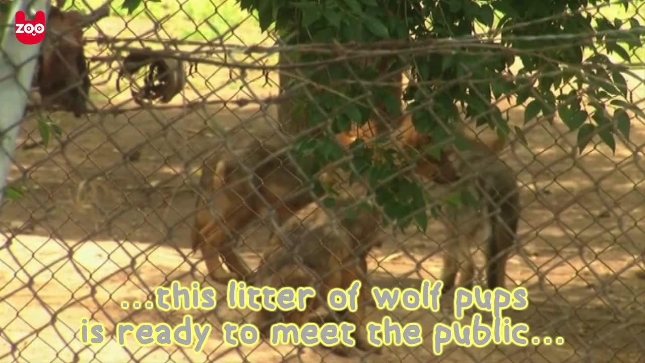 Wild Mexican Wolf Pups