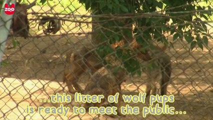 Wild Mexican Wolf Pups