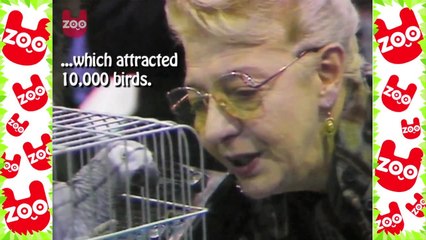 Talking Bird Contest