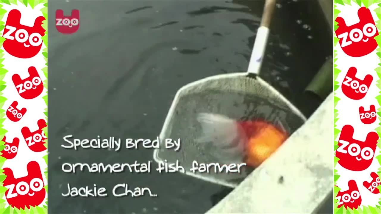 World's Largest Goldfish