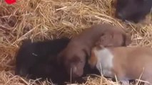 Momma Pig Adopts Four Puppies