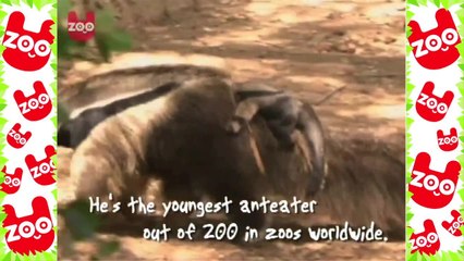 Incredibly Cute Baby Anteater