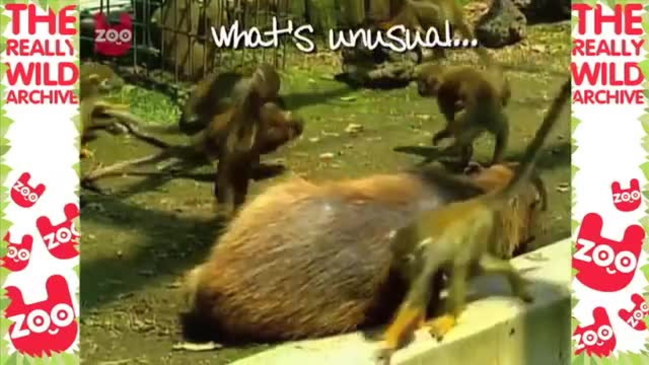 Squirrel Monkey Rides Capybaras in Japan - video Dailymotion