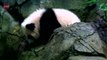 Adorable Panda Cub At Washington Zoo