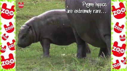 Cute Baby Hippo Takes First Swim
