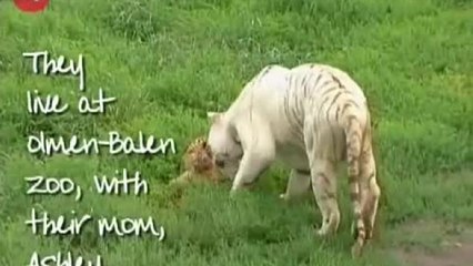 New Born Tiger Cubs Playing