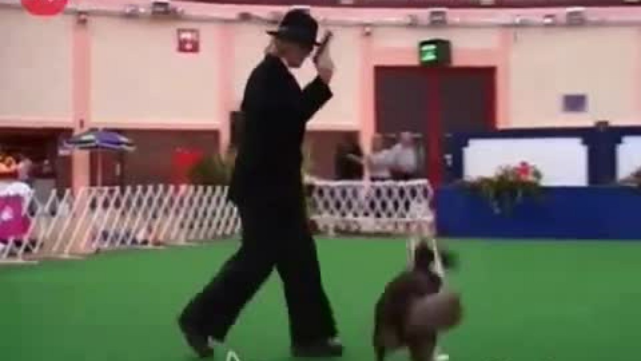 Dancing Dogs
