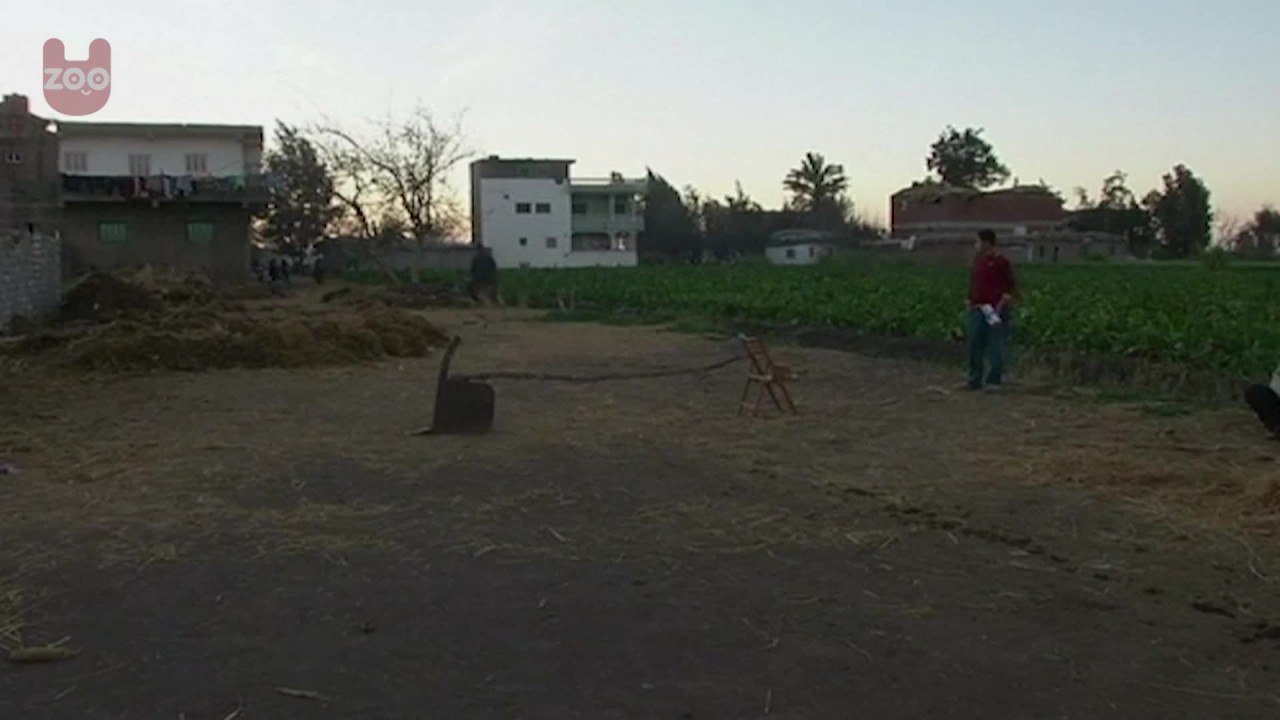 High Jumping Donkey