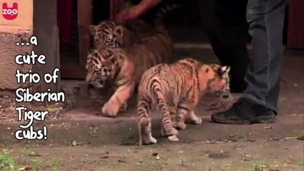 Cute Siberian Tiger Cubs