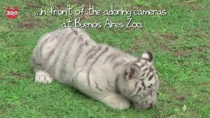 Newborn White Bengal Tiger Cubs