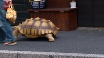 Man Walks Pet Tortoise in Japan