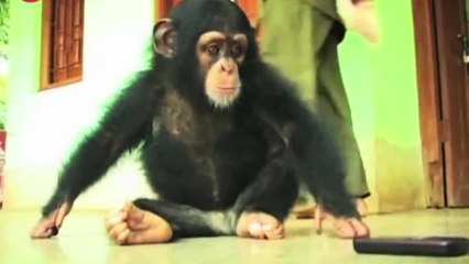 Man Adopts Baby Chimp