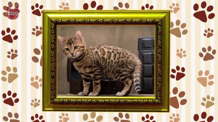 Top 5 Most Expensive Cat Breeds