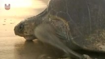 Olive Ridley Turtles Short Documentary