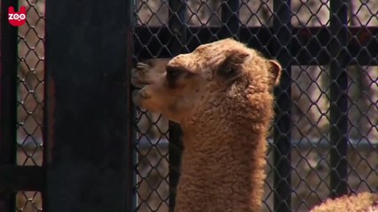 Adorable Baby One-Humped Camel