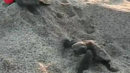 Baby Turtles Learn How To Swim