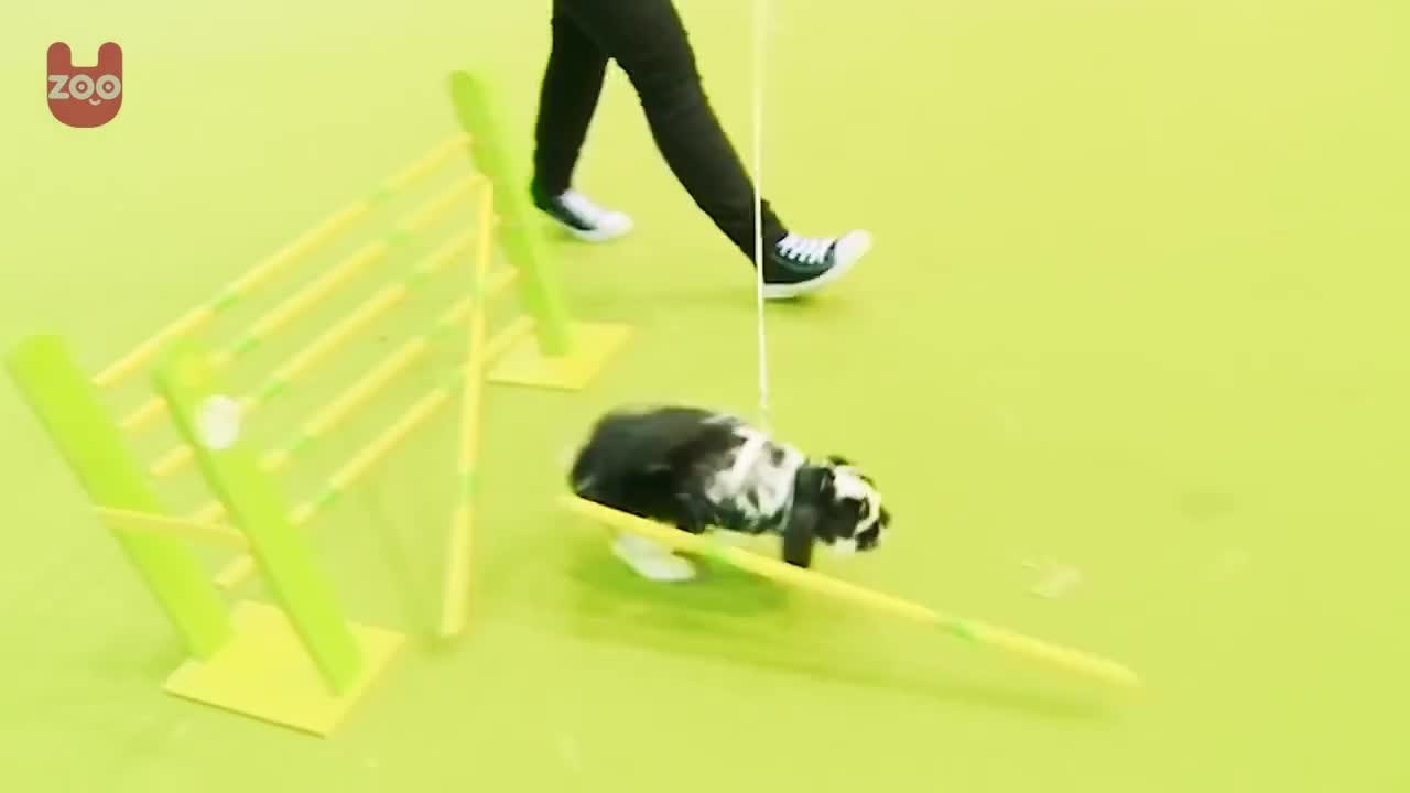 Rabbit Showjumping